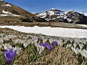 36 Sceso dal Passo San Simone sono sui pascoli fioriti di Crocus vernus oltre la Casera dei Sessi